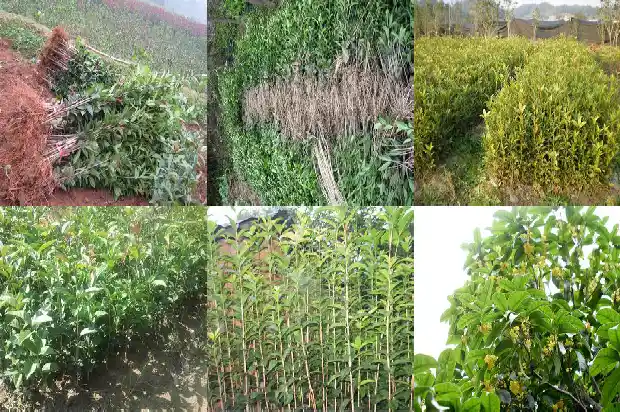 桂花树不能种在阳台吗1684369878422