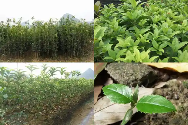桂花树不能种在阳台吗1684369878467