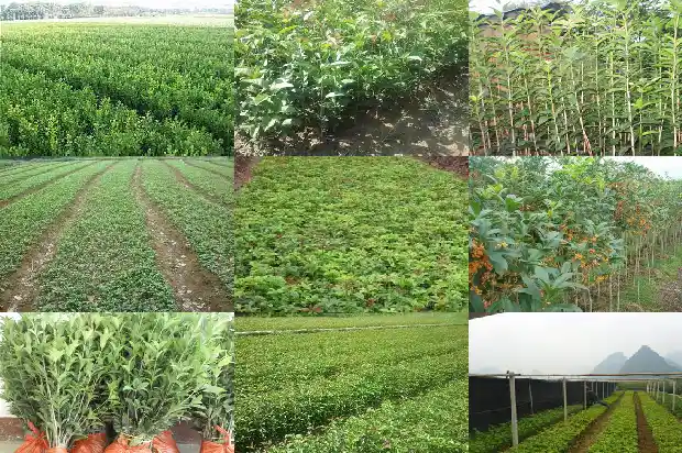 阳台种三颗桂花树风水好吗1684369901772