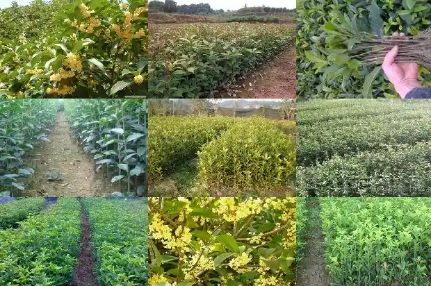 阳台种三颗桂花树风水好吗1684369901820
