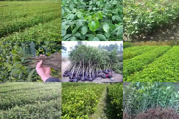 阳台种桂花树可以吗风水好吗1684369918985