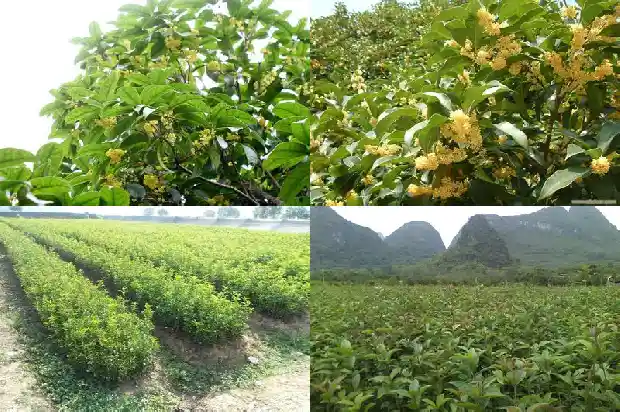 阳台种桂花树可以吗风水好吗1684369919031