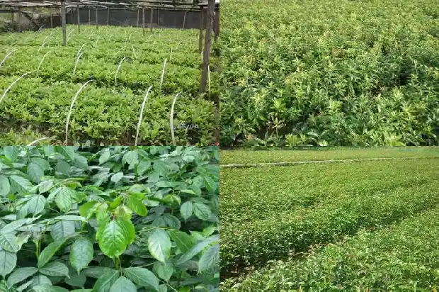 家里阳台适合养桂花树吗风水1684369940945