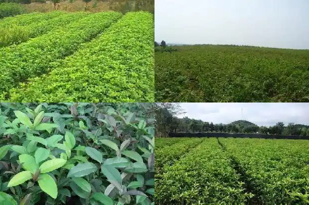 家里阳台适合养桂花树吗风水1684369940993