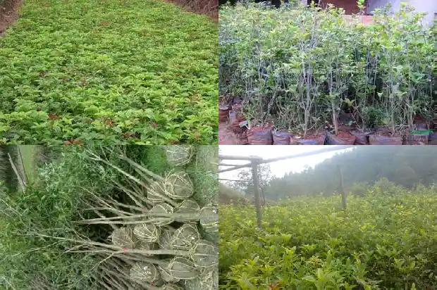 家里阳台适合养桂花树吗风水1684369941041