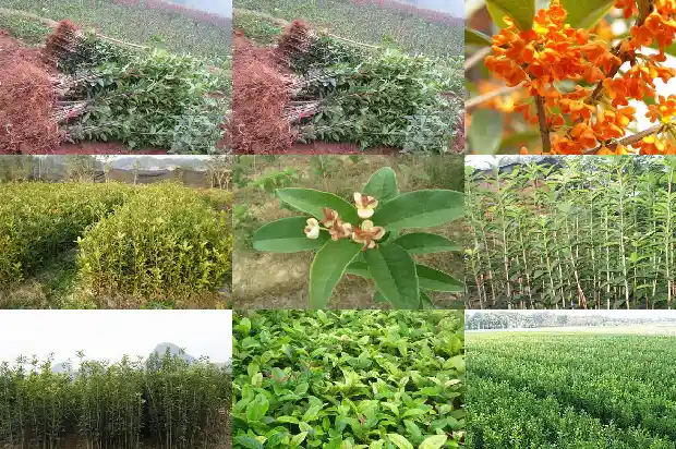 桂花树种阳台的风水禁忌有哪些1684369963006