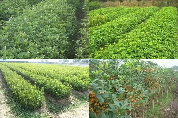 桂花树种阳台的风水禁忌有哪些1684369963052
