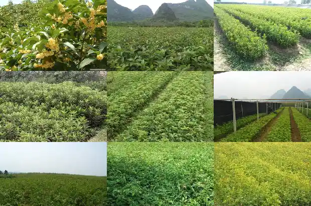 4米高桂花树多少钱一颗树苗呢1684370032529