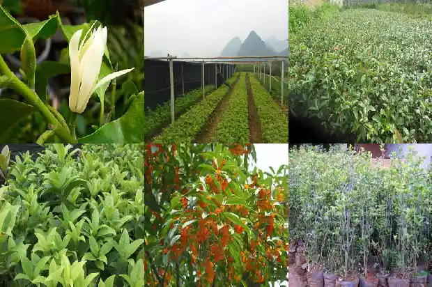 种桂花树要多大的盆好1684370074088