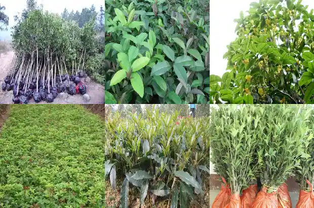 种桂花树用多大的盆1684370089214