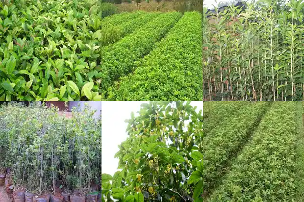 长沙桂花树价格查询1689726442885