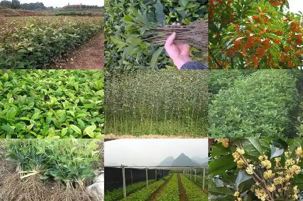 桂花树长大要多久才能开花1684370143632