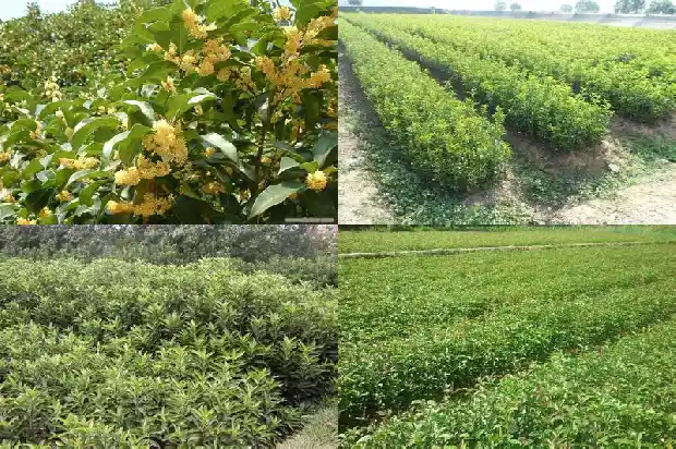 桂花树应该种在哪里1690763342258