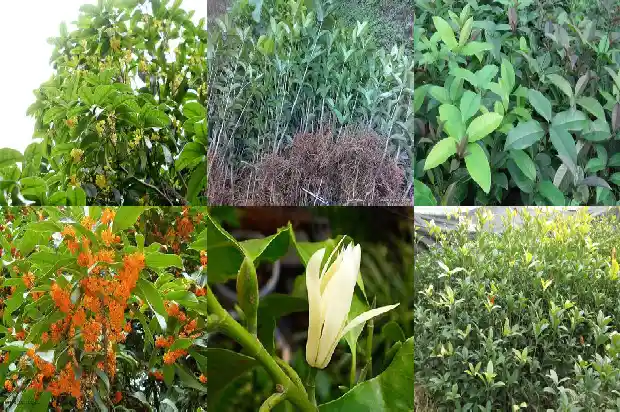 十公分的桂花树要种多久1684370187438