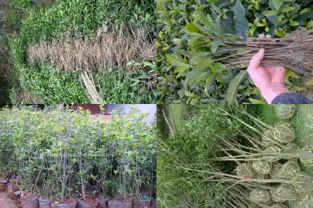 十公分的桂花树要种多久1684370187533