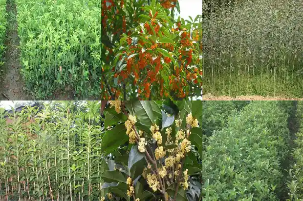 灌木桂花品种有哪些1684370245140