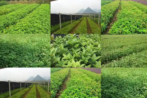 桂花灌木丛是什么品种1684370259876
