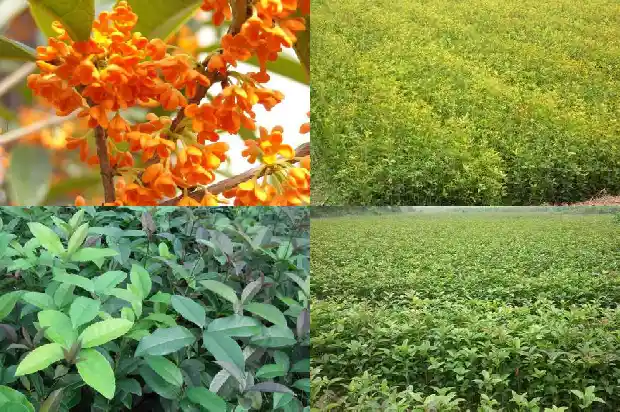 桂花树一年能长多大直径的枝条1684370275329