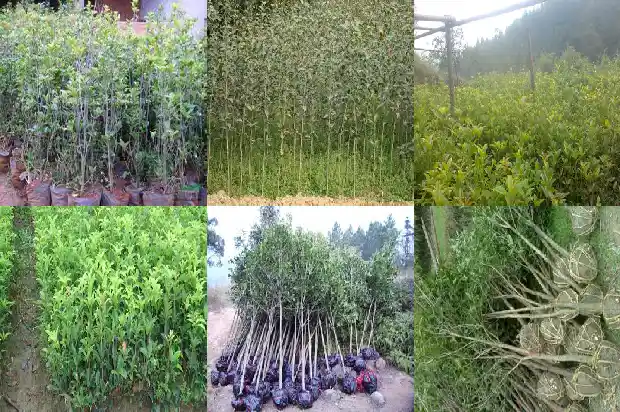 桂花树一年能长多大直径的枝条1684370275376