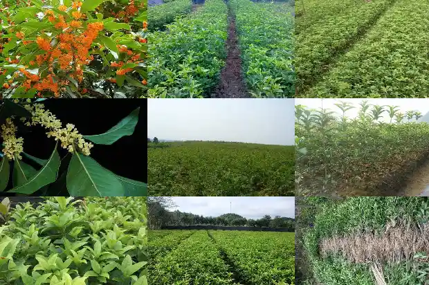 桂花树的生长速度?一年可以长多大呢1684370296958