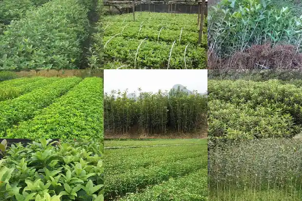 桂花树的生长速度?一年可以长多大呢1684370297053