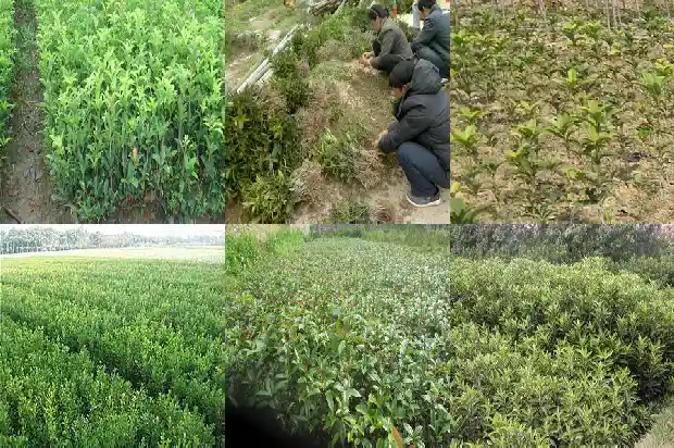 桂花树的身高是多少1684370316049