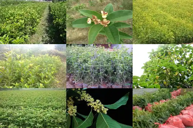 桂花树的身高是多少1684370316144