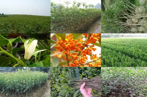 4米高的桂花树多少钱一盆呢1684370335987