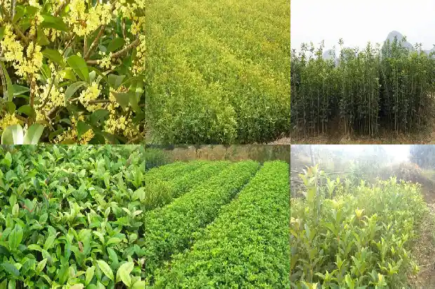4米高的桂花树多少钱1棵呢1684370361087