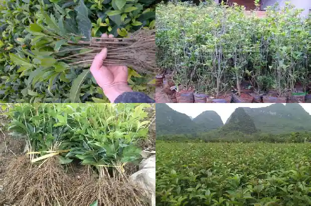 20年的桂花树值多少钱一斤呢1689838502103