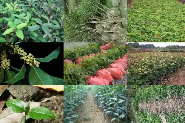 4米高的桂花树多少钱1棵呢1684370361230
