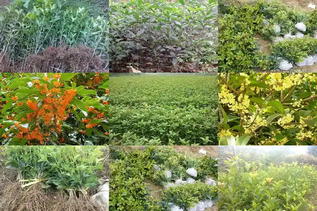 一年桂花树苗价格走势如何1684370382712