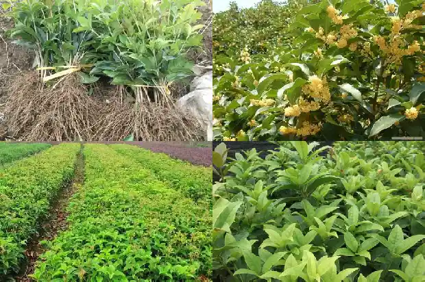 一年桂花树苗价格走势如何1684370382759
