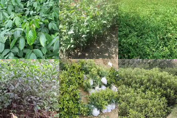 一年桂花树苗价格走势如何1684370382806