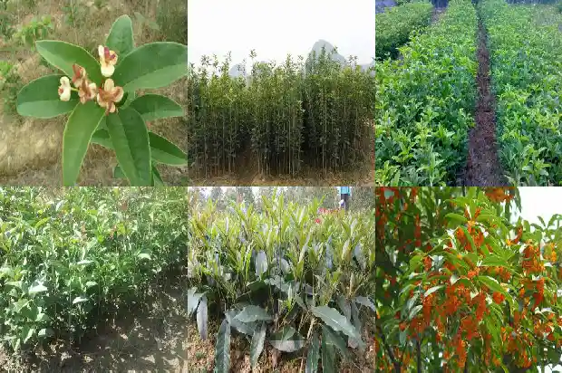 桂花3公分苗价多少钱一斤1684370441308