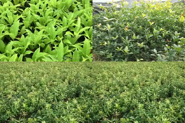 桂花5月开花吗1684370465134