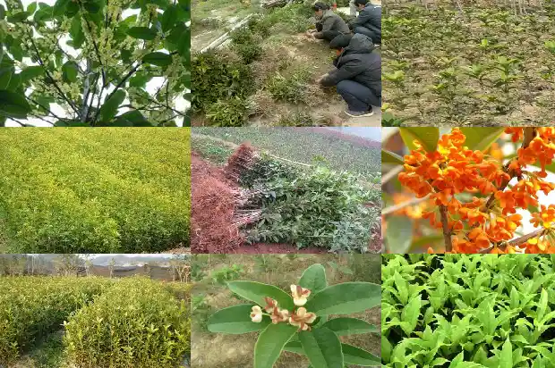 桂花5月开花吗1684370465179
