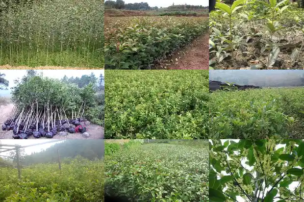 桂花5月开花吗1684370465272