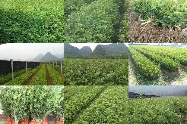 四季桂花期是多长时间1684370484466