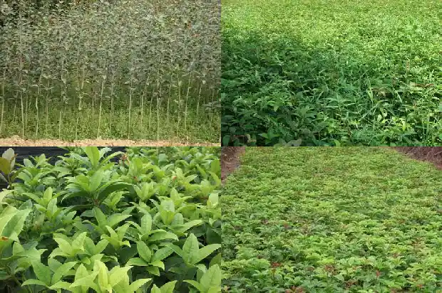 四季桂花期是多长时间1684370484602