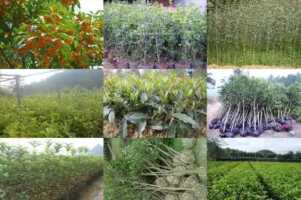 桂花树几公分开花好养1684370503807