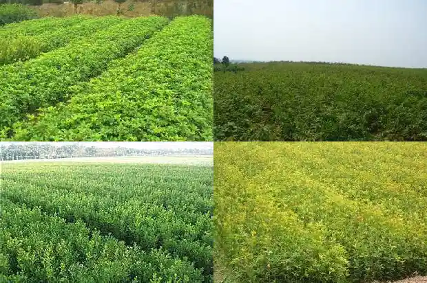 桂花树几公分开花好养1684370503853