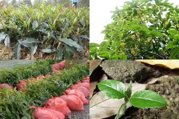 桂花树几公分开花好活1684370525684