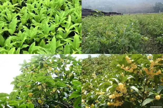 桂花和什么一起泡茶1689035522152