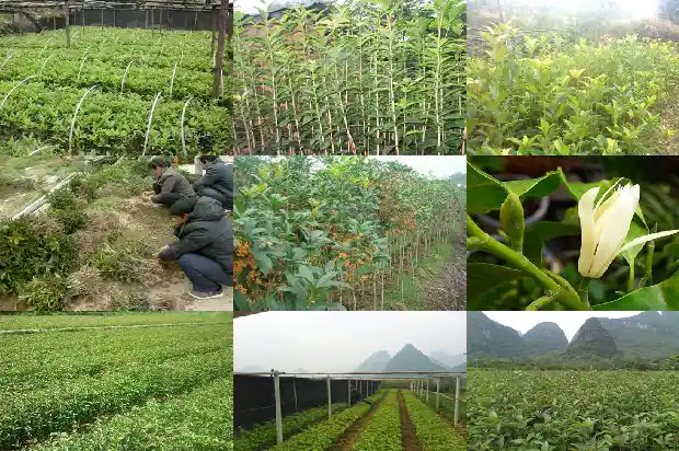 桂花树几公分开花好活1684370525779