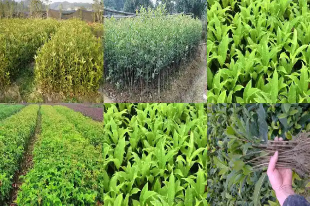三年桂花苗什么时候开花啊1684370546877