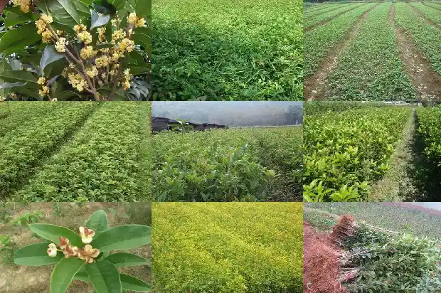 桂花树什么形状更值钱1684370664736