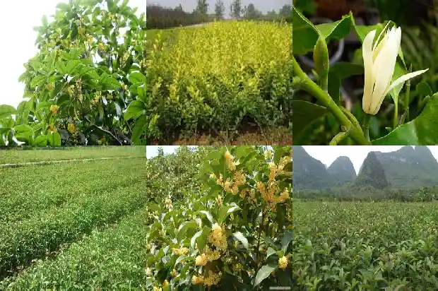 桂花树什么形状最好1684370688723