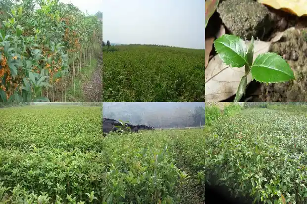 桂花树什么形状最好1684370688771