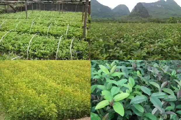 桂花树什么形状最好1684370688867